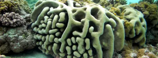 bloc de corail en Polynésie