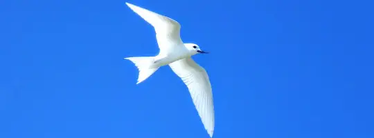 colombe blanche survolant l'île aux oiseau de Tikehau