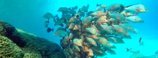 Banc de poisson à Toau