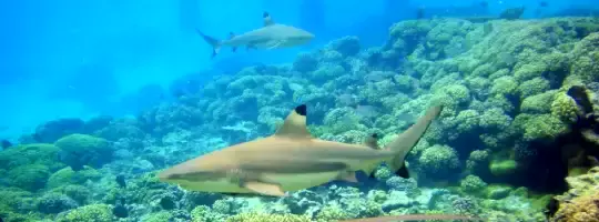 Requins dans la passe Sud de Fakarava